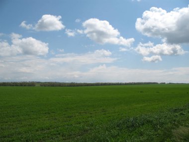 Yer Rusya, Krasnodar Bölgesi, Ust-Labinsky Bölgesi. Rusya 'nın güneyi tarımın ve buğday, çavdar, mısır gibi tahıl ürünlerinin yetiştirildiği ana bölgedir..