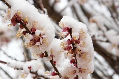 Keskin sıcaklık farkı olan doğal afetler meyve ağacı hasadının eksikliğinin nedenidir..