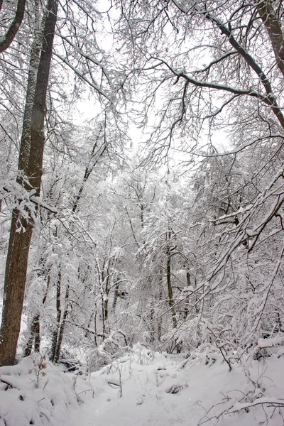 Winter Nordkaukasus Ist Eine Großartige Zeit Die Natur Bewundern — Stockfoto