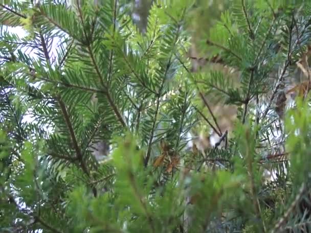 Emplacement-Caucase du Nord, République d'Adygea, LagoNaki Highlands 
