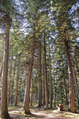 Adygea Cumhuriyeti dağ turizmi alanındaki en cazip bölgelerden biridir. Mekan Lagonaki dağlık arazisi civarında..