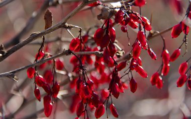 Adygea Cumhuriyeti dağ turizmi alanındaki en cazip bölgelerden biridir. Mekan Lagonaki dağlık arazisi civarında..
