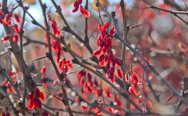 Adygea Cumhuriyeti dağ turizmi alanındaki en cazip bölgelerden biridir. Mekan Lagonaki dağlık arazisi civarında..