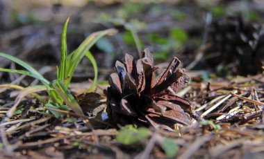 Adygea Cumhuriyeti dağ turizmi alanındaki en cazip bölgelerden biridir. Mekan Lagonaki dağlık arazisi civarında.