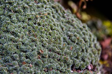 Adygea Cumhuriyeti dağ turizmi alanındaki en cazip bölgelerden biridir. Mekan Lagonaki dağlık arazisi civarında.