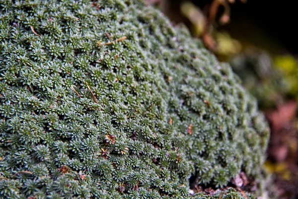 Adygea Cumhuriyeti dağ turizmi alanındaki en cazip bölgelerden biridir. Mekan Lagonaki dağlık arazisi civarında.