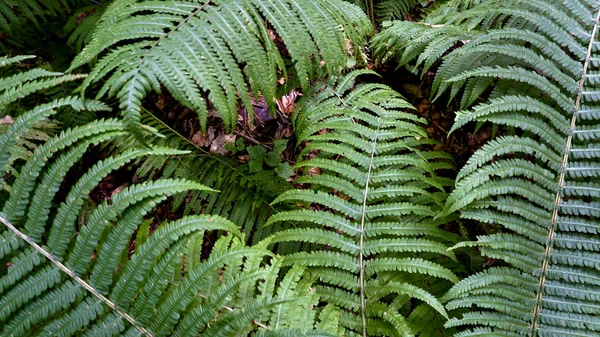 Ubicación Cáucaso Norte República Adygea Área Aldea Dakhovskaya Naturaleza Las — Foto de Stock