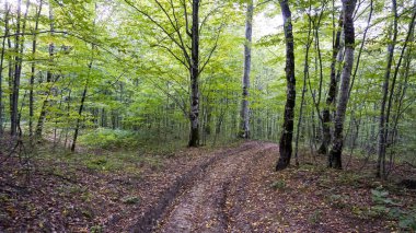 Konum-Kuzey Kafkasya, Adygea Cumhuriyeti, Dakhovskaya köyünün alanı. Dağların doğası..
