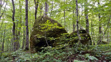Konum-Kuzey Kafkasya, Adygea Cumhuriyeti, Dakhovskaya köyünün alanı. Dağların doğası..
