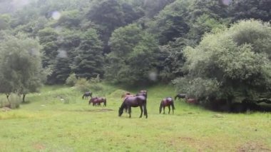 Konum çatışması, Karachay-Céness Cumhuriyeti. Aksaut Vadisi Bölgesi.