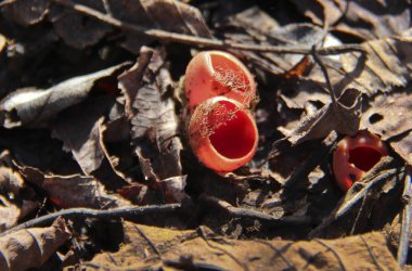 Adygea Cumhuriyeti, Kuzey Kafkasya. Dağlar ve vahşi yaşam. Yenebilir mantar. Çok kırılgan.
