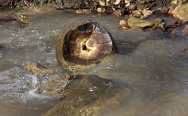 Konum - Rusya, Adigea Cumhuriyeti. Ammonite Vadisi Bölgesi. Eski Tetis Okyanusu 'ndan kalma en büyük tarihi eser yığını..