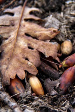 Adygea Cumhuriyeti, Kuzey Kafkasya. Dağlar ve Vahşi Yaşam.