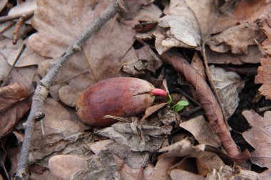 Adygea Cumhuriyeti, Kuzey Kafkasya. Dağlar ve Vahşi Yaşam.