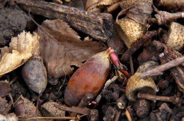 Adygea Cumhuriyeti, Kuzey Kafkasya. Dağlar ve Vahşi Yaşam.