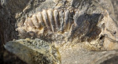 Konum - Rusya, Adigea Cumhuriyeti. Ammonite Vadisi Bölgesi. Eski Tetis Okyanusu 'ndan kalma en büyük tarihi eser yığını..