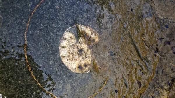 Lieu Russie République Adygea District Vallée Ammonite Grande Accumulation Artefacts — Photo