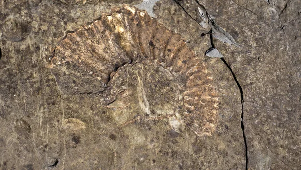 Location Russia Republic Adygea District Ammonite Valley Largest Accumulation Artifacts — Stock Photo, Image