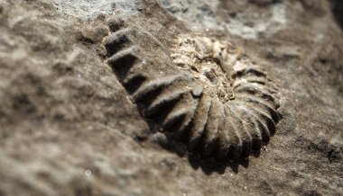 Konum - Rusya, Adigea Cumhuriyeti. Ammonite Vadisi Bölgesi. Eski Tetis Okyanusu 'ndan kalma en büyük tarihi eser yığını..