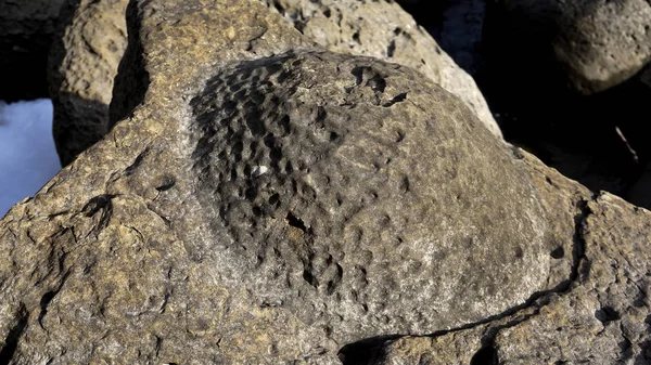 Location Russia Republic Adygea District Ammonite Valley Largest Accumulation Artifacts — Stock Photo, Image