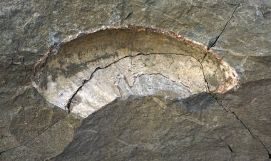 Konum - Rusya, Adigea Cumhuriyeti. Ammonite Vadisi Bölgesi. Eski Tetis Okyanusu 'ndan kalma en büyük tarihi eser yığını.