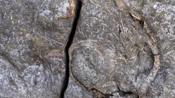 Umístění Rusko Adygeská Republika Okres Údolí Ammonite Největší Hromadění Artefaktů — Stock fotografie