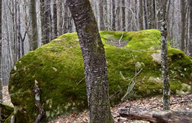 Bu bölge Adigea Cumhuriyeti 'dir, Kutanka Nehri civarındadır. Kış. Doğanın şaşırtıcı yerlerine doğru yürüyoruz..