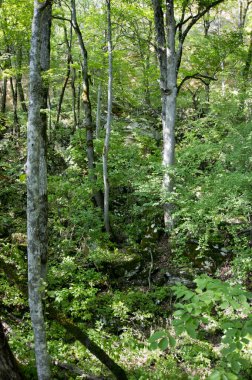 Yeri Rusya, Absheron bölgesi, Mezmay köyü. Kafkasya 'da turizm ve doğa.