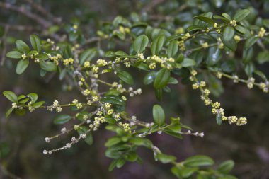 Yeri Rusya, Absheron bölgesi, Mezmay köyü. Kafkasya 'da turizm ve doğa.