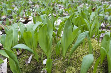 Yeri Rusya, Absheron bölgesi, Mezmay köyü. Kafkasya 'da turizm ve doğa.