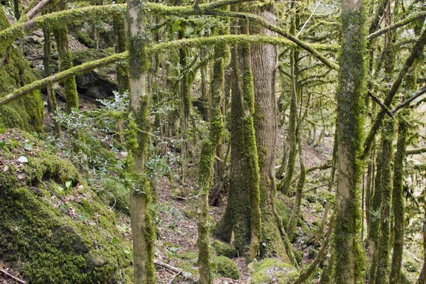 Plaats Rusland Absheron District Het Dorp Mezmay Toerisme Natuur Kaukasus — Stockfoto