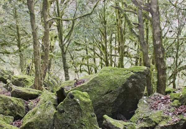 Plaats Rusland Absheron District Het Dorp Mezmay Toerisme Natuur Kaukasus — Stockfoto