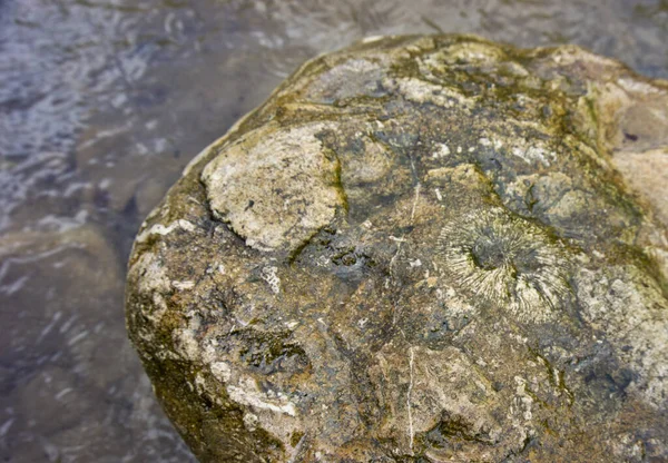 Ubicazione Repubblica Adygea Luogo Fossili Dell Antico Oceano Teti Ricerca — Foto Stock
