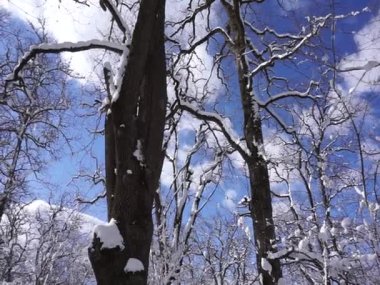 Konum-Kuzey Kafkasya, Adygea Cumhuriyeti, Dakhovskaya köyünün alanı. Yılın her zamanında yürüyüş yapmak için harika bir yer. Dağlar, orman ve güneş.