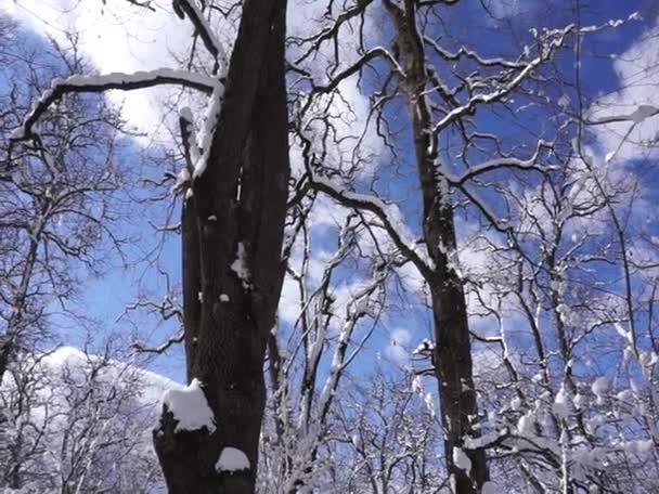 北高加索地区 Adygea共和国 Dakhovskaya村地区 每年的任何时候都是一个令人惊奇的徒步旅行的地方 森林和太阳 — 图库视频影像