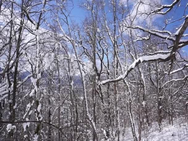 Konum Kuzey Kafkasya Adygea Cumhuriyeti Dakhovskaya Köyünün Alanı Yılın Her — Stok video