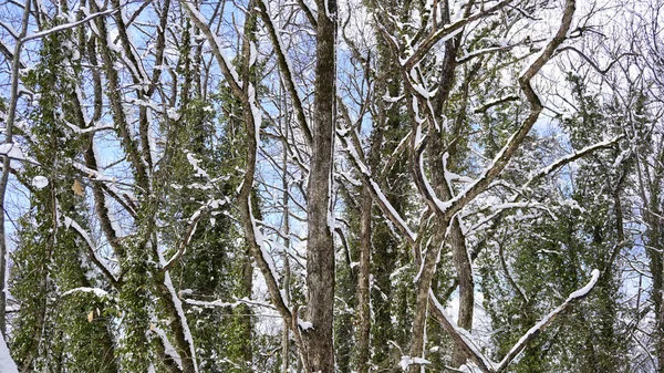 Localização Cáucaso Norte República Adygea Área Aldeia Dakhovskaya Lugar Incrível — Fotografia de Stock