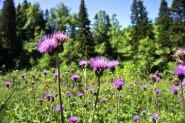 Yer Adigea Cumhuriyeti 'dir. Lago-Naksky Highlands bölgesi. Yürüyüş için inanılmaz güzel yerler..