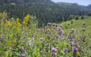 Yer Adigea Cumhuriyeti 'dir. Lago-Naksky Highlands bölgesi. Yürüyüş için inanılmaz güzel yerler..