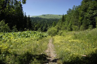 Yer Adigea Cumhuriyeti 'dir. Lago-Naksky Highlands bölgesi. Yürüyüş için inanılmaz güzel yerler..