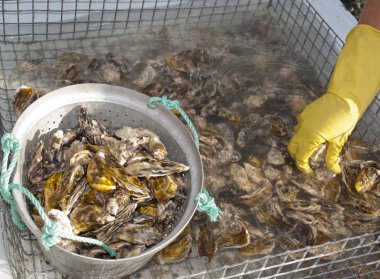 Konum - Rusya, Karadeniz, Küçük Utriş rezervi