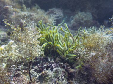 Konum - Rusya, Karadeniz, Küçük Utriş rezervi