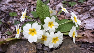 Konum-Rusya, Krasnodar Bölgesi, Fanagoriyskoy köyünün alanı. Yürüyüş için güzel bir doğa..