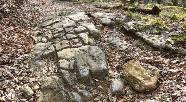 Konum-Rusya, Krasnodar Bölgesi, Fanagoriyskoy köyünün alanı. Yürüyüş için güzel bir doğa..