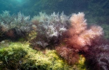 Konum Rusya, Taman Yarımadası, Kerch Boğazı 'nın sualtı suları..