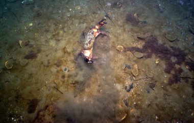 Konum Rusya, Taman Yarımadası, Kerch Boğazı 'nın sualtı suları..