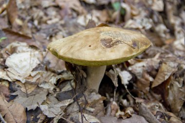 Adygea Cumhuriyeti, Rusya bölgesi. Dağ turizmi için inanılmaz güzel yerler..
