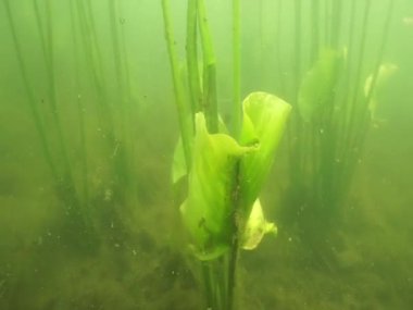 Konum Rusya, Krasnodar Bölgesi. Tatlı su gölünün sualtı dünyası.