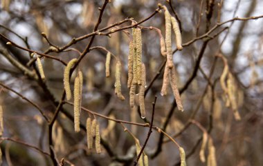 Adygea Cumhuriyeti konumu, Dakhovskaya köyünün alanı. Uranyum-barit adits 'e giden terk edilmiş bir yol..