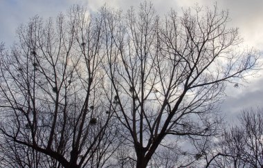 Adygea Cumhuriyeti konumu, Dakhovskaya köyünün alanı. Uranyum-barit adits 'e giden terk edilmiş bir yol..